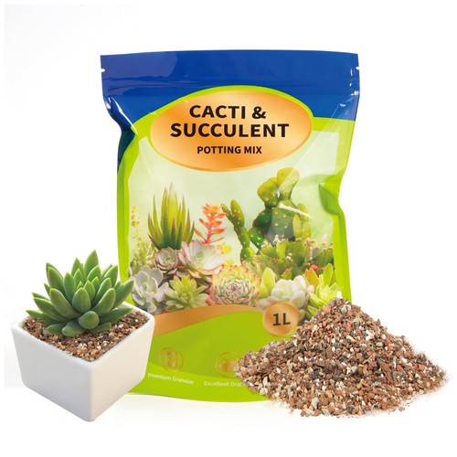 Gotvuge succulent cactus - &,
