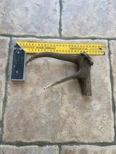 Red Deer Stag Antler Coronet Walking Stick Handle