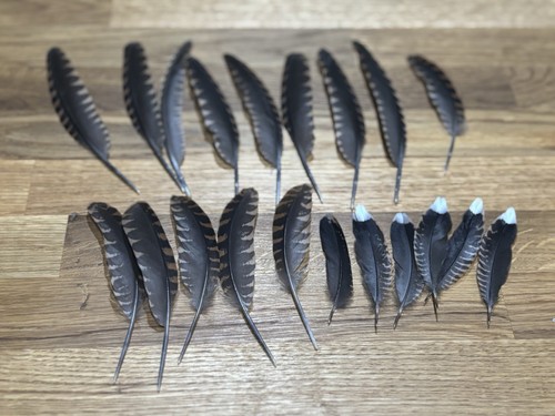 Woodcock tail and wing - woodcock,