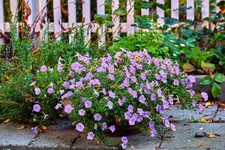 250 PURPLE ROBE CUP FLOWER