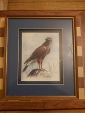 Mark Chester Box Framed Mounted 3D Mixed Media Wild Life Bird Study Hawk 38x32cm