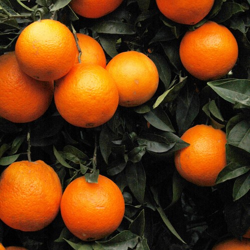 Citrus tree blood orange - citrus,