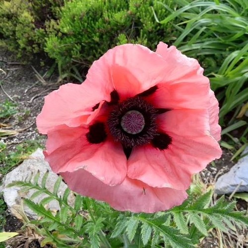 New oriental coral poppy - coral,