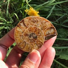 Ammonite fossil shell - ammonite,