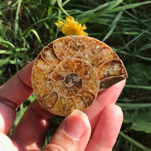 Ammonite fossil shell - ammonite,