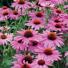 ? 6x Echinacea Purpurea Nectar Pink Plug Plants 'Coneflower'