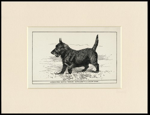 Scottish terrier scottie dog - scottish,