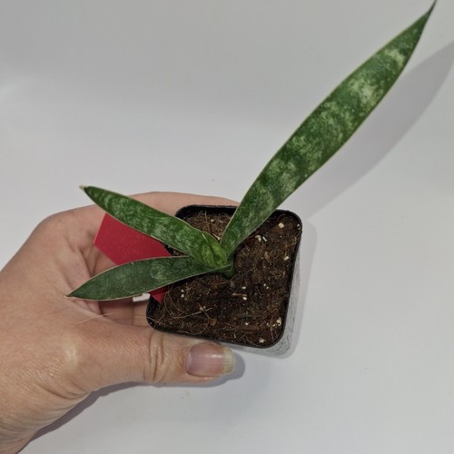 Dwarf snake plant - snake, compact