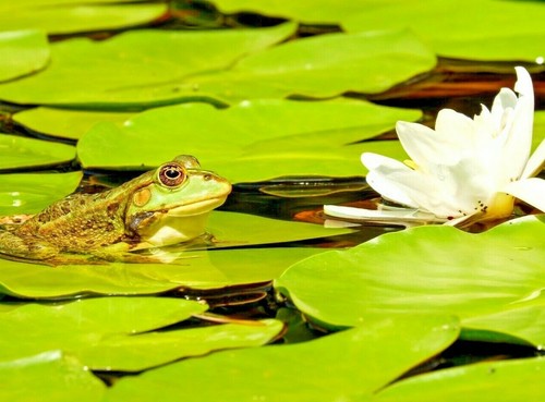 Aquatic plant pond soil - aquatic,