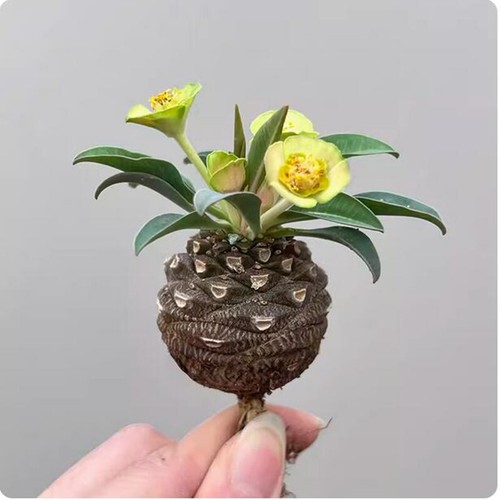 4cm euphorbia - 3.5-4cm,