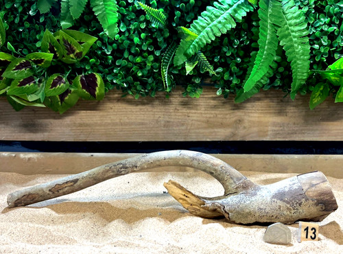 Talawa wood aquascaping - talawa,