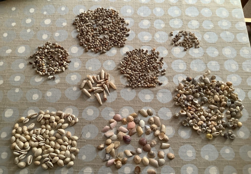 Around 700 small sea shells