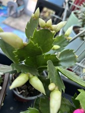 Christmas Cactus cutting #3