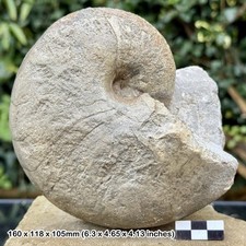 Cenoceras inornatum Nautilus