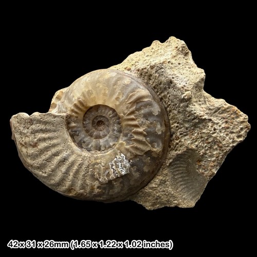 Dorsetensia edouardiana