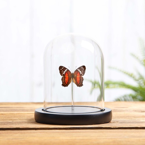 Red peacock butterfly - peacock,