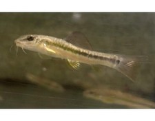Beautiful hillstream loach - beautiful,