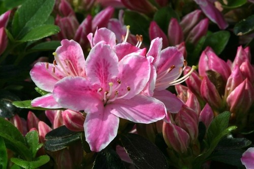Azalea kermesina rose good - azalea,