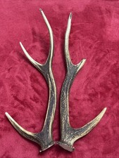 PAIR OF SIKA DEER ANTLERS
