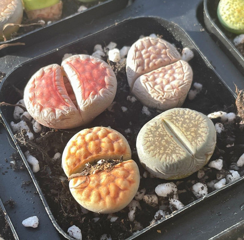 4pcs lithops living stones - living,