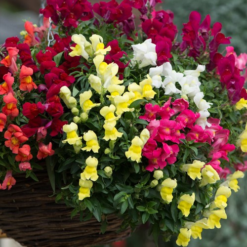 Antirrhinum snapdragon - antirrhinum,