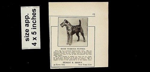 1925 irish terrier - terrier, puppies