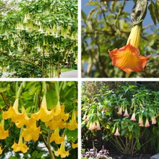 T&M Brugmansia Flowers Angels