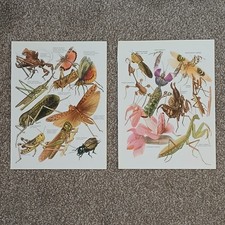 Vintage 1984 Arthropods