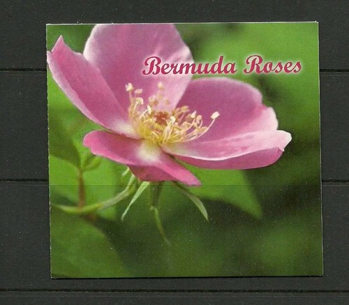 Bermuda sgsb12 roses - bermuda,