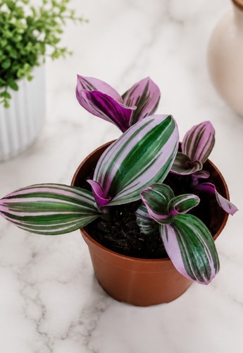 Tradescantia nanouk live - tradescantia,