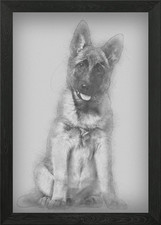 Belgian Shepherd dog 4 mon