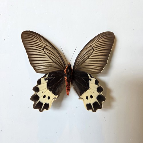 Atrophaneura priapus set - atrophaneura,