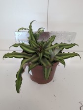 Cryptanthus | Earth Star