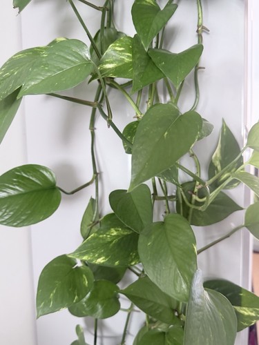 Epipremnum aureum devil - -, devil's