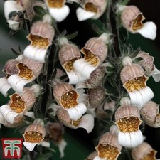 Thompson & Morgan Foxglove