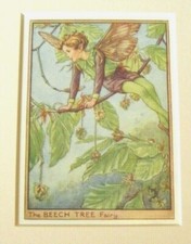 Vintage Flower Fairies Print & Mount The Beech Tree Fairy Cicely Barker c1930's 