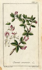 Antique Botanical Print-ONONIS-FIELD REST-HARROW-Zorn-1780