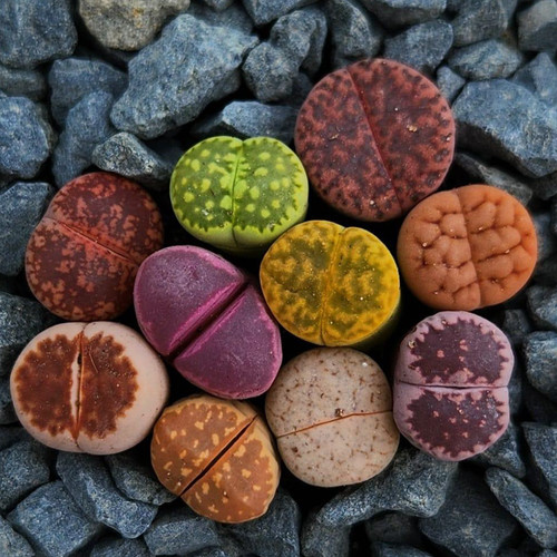 10pcs lithops salicola - lithops,