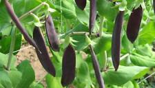 Vegetable - Pea Purple