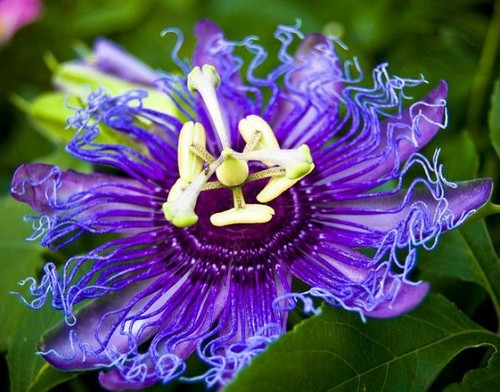 Maypop passiflora starter - ~~maypop, passiflora~~starter