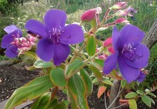 TIBOUCHINA URVILLEANA GLORY BUSH , SPIDER PLANT ..  9 CMS POT