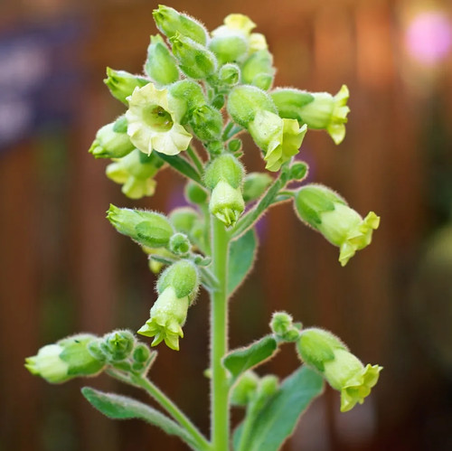 Azteca rustika tobacco seeds - azteca,