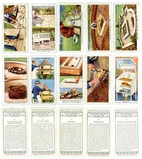 1938 Wills Cigarettes Garden