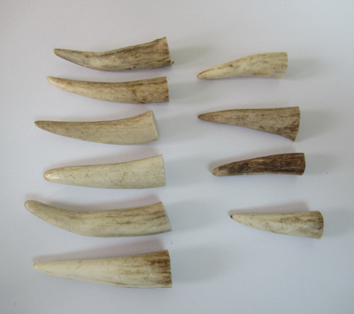 Stagshorn antler tips tines - antler, tips/tines
