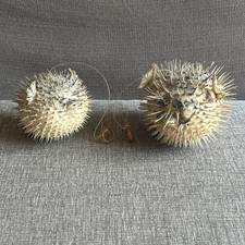 Puffer fish taxidermy - puffer,