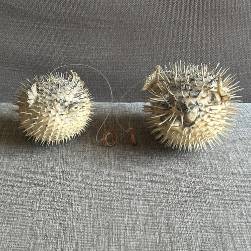 Puffer fish taxidermy - puffer,