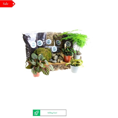 Large terrarium kit with live - kit,