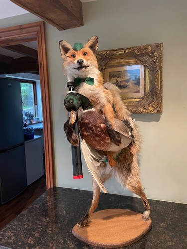 Taxidermy fox - taxidermy,