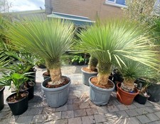 Yucca Rostrata 140-150cm  Hardy To - 15c. Tropical Garden plants