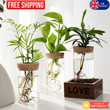 Glass Hydroponic Vase